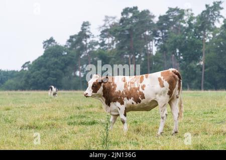 Vue latérale du bétail Fleckvieh (Bos primigenius taurus) sur un pâturage en Rhénanie-Palatinat, Allemagne, Europe Banque D'Images