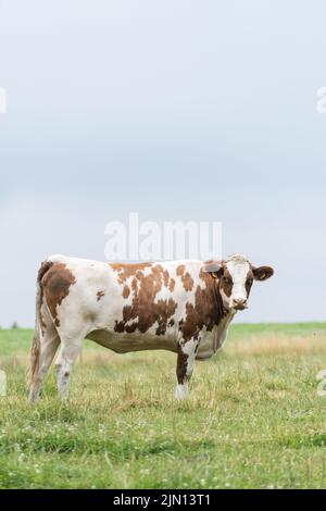 Vue latérale du bétail Fleckvieh (Bos primigenius taurus) sur un pâturage en Rhénanie-Palatinat, Allemagne, Europe Banque D'Images