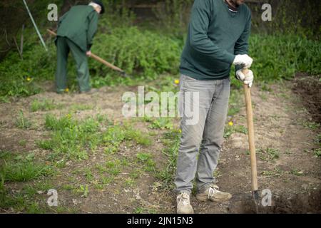Grand-père et petit-fils dans le jardin. Creuser le jardin. Plantation. Les Russes creusent des pommes de terre dans le jardin. Banque D'Images