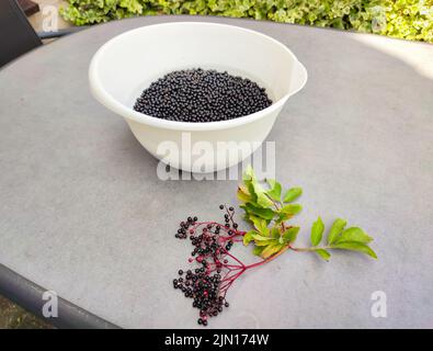 Cueillies de sureau noir mûr (Sambucus nigra) dans un bol pour faire du jus de sureau Banque D'Images