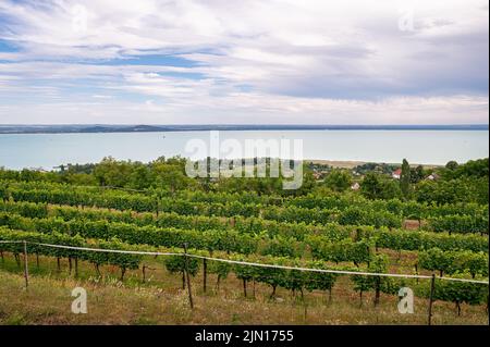 Vignobles sur sol volcanique de basalte du mont Badacsony le long du lac Balaton, Hongrie Banque D'Images