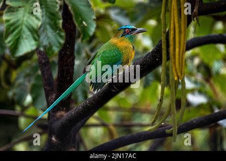 Motmot de leçon perché sur un arbre dans la forêt tropicale de Panama Banque D'Images