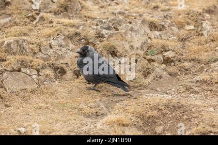 La griffe occidentale (Corvus monedula), également connue sous le nom de la griffe eurasienne, la griffe européenne, ou simplement la griffe, est un oiseau de passereau de la famille des corneaires Banque D'Images