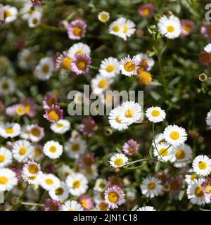 Blanc et rose Bellis Daisies Banque D'Images