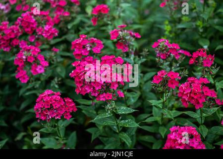 Fleurs de Phlox dans le graden en été. Banque D'Images