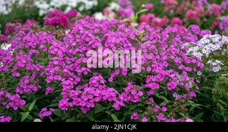 Fleurs de Phlox dans le graden en été. Banque D'Images