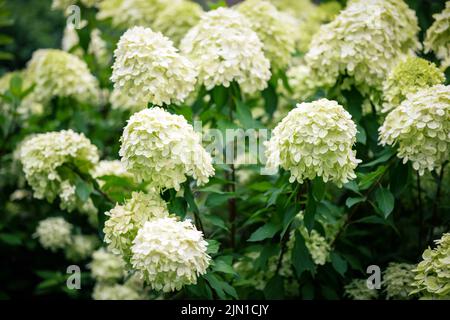 Fleurs blanches d'hortensia dans le jardin. Banque D'Images