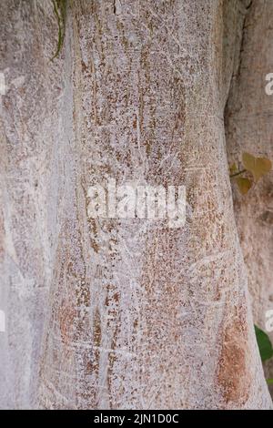Tronc et feuilles rapprochés de l'arbre de Ficus religiosa Banque D'Images