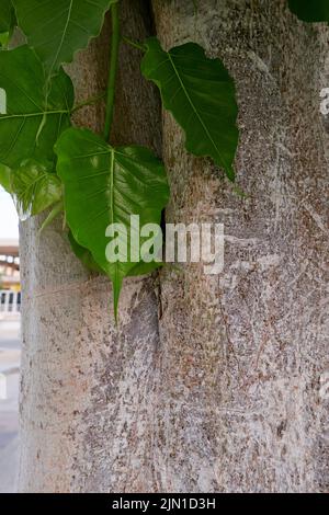 Tronc et feuilles rapprochés de l'arbre de Ficus religiosa Banque D'Images