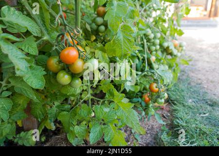 Rangée de plants de tomates Solanum lycopersicum dans un jardin de maison Banque D'Images