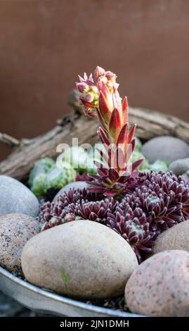 Gros plan détaillé d'un Sempervivum tectorum à fleurs, le houseleek commun Banque D'Images