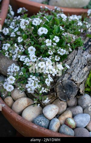 Gros plan détaillé de Gypsophila Cerastioides Pretty Maid fleurs blanches Banque D'Images