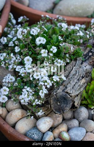 Gros plan détaillé de Gypsophila Cerastioides Pretty Maid fleurs blanches Banque D'Images