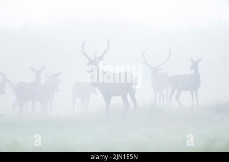 Cervidés rouges, Réserve naturelle de Parque Luro, province de la Pampa, Patagonie, Argentine. Banque D'Images