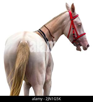 Portrait d'un cheval akhal-teke sur fond blanc Banque D'Images