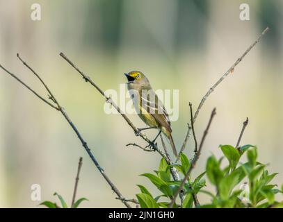 Un vireo aux yeux blancs perché sur une branche d'arbre mort chantant le matin. Banque D'Images