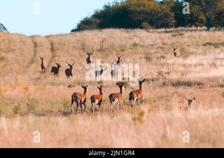 Cervidés rouges, Réserve naturelle de Parque Luro, province de la Pampa, Patagonie, Argentine. Banque D'Images