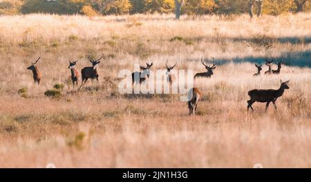 Cervidés rouges, Réserve naturelle de Parque Luro, province de la Pampa, Patagonie, Argentine. Banque D'Images