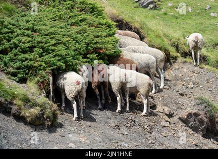 troupeau de moutons se cachant la tête sous une brousse pour éviter le soleil de midi Banque D'Images