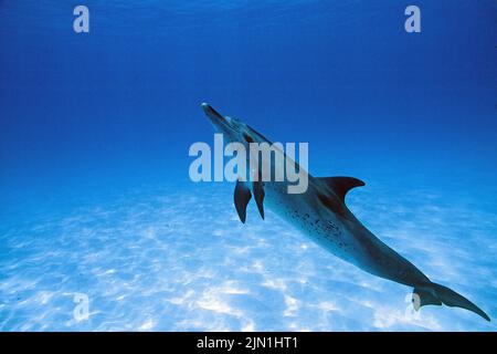 Dauphin à pois de l'Atlantique (Stenella frontalis), Grand Bahama, Bahamas, Caraïbes Banque D'Images