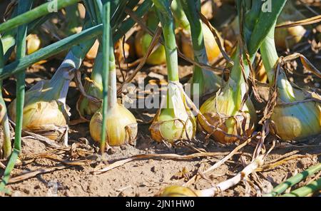 Gros plan de plantes mûres d'oignons bulbes bruns jaunes (allium cesp) dans le domaine agricole, sol sec - Allemagne Banque D'Images