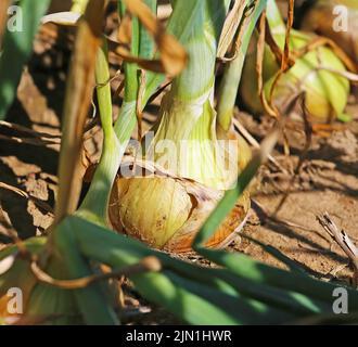 Gros plan de plantes mûres d'oignons bulbes bruns jaunes (allium cesp) dans le domaine agricole, sol sec - Allemagne Banque D'Images