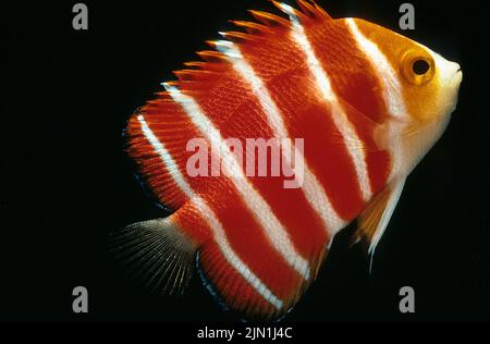 L'angelfish à la menthe poivrée (Centropyge boylei), également connu sous le nom de Paracentropyge boylei, îles Cook, océan Pacifique est, Mer du Sud Banque D'Images