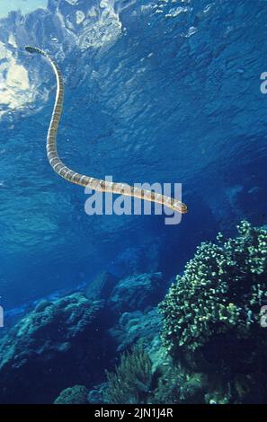 Serpent de mer chinois ou serpent de mer à queue (Laticauda semifasciata) chasse dans un récif de corail, Mindoro, Philippines, Asie Banque D'Images