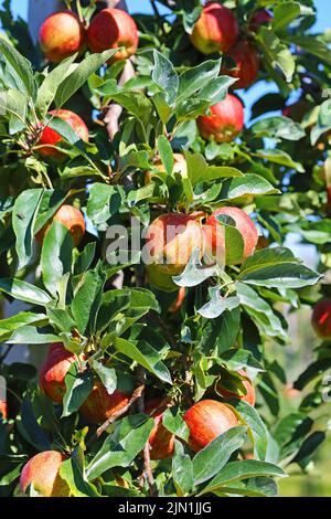 Gros plan plein cadre de branches isolées d'arbres verts avec pommes rouges mûres brillantes - Allemagne Banque D'Images