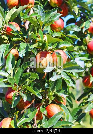 Gros plan plein cadre de branches isolées d'arbres verts avec pommes rouges mûres brillantes - Allemagne Banque D'Images