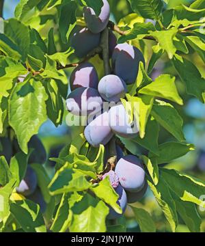Gros plan de prunes européennes bleues mûres (prunus domestica) accrochées dans des branches d'arbres vertes - Allemagne, août Banque D'Images