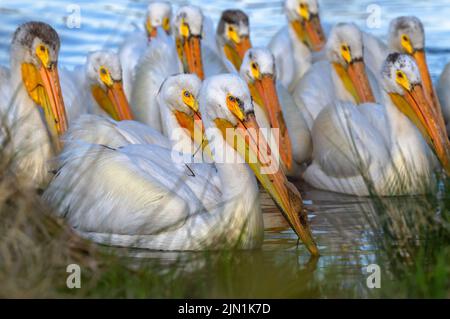 Vue rapprochée d'un groupe de Pelican blanc américain dans un lac en bordure de rivage. Banque D'Images