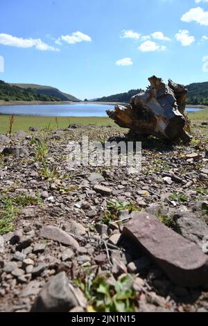 8th août 2022, Brecon Beacons, pays de Galles le réservoir Llwyn-onn au nord de Merrhyr dans les Brecon Beacons, où de grandes parties des berges et du fond du réservoir se sont tournées vers les prairies car il a été si sec en juillet et août. Le pays de Galles devrait être la région la plus chaude du Royaume-Uni cette semaine, avec d'autres interdictions d'hospe prédites. Banque D'Images