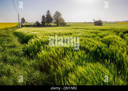 Idylle agricole en Normandie : un champ de céréales (orge ou blé ?) Au lever du soleil et une petite partie d'un champ jaune de colza au loin (mai) Ru Banque D'Images