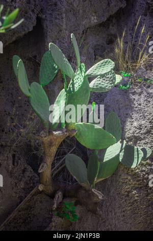 Cactus plante, vue de dessus d'un cactus Banque D'Images