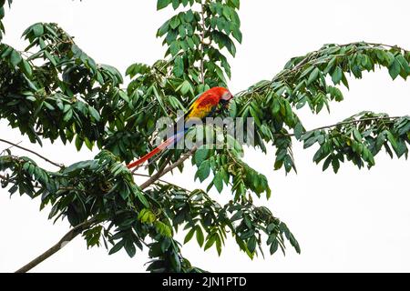 oiseau de macaw perché sur un arbre Banque D'Images