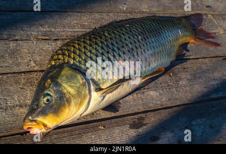 belle grande carpe. Orientation. Pêche à la carpe. Aventures de pêche, pêche à la carpe. Carpe miroir (Cyprinus carpio),. Trophée pêcheur à la ligne. Sunset Live Fresh cau Banque D'Images