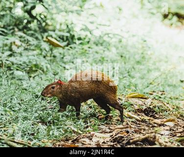 Capybara marchant dans la jungle du Costa Rica Banque D'Images