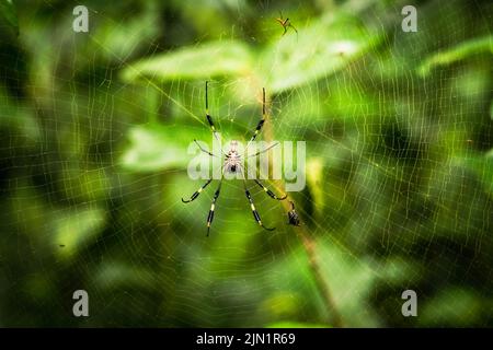 Araignée en soie dorée dans la jungle du Costa Rica Banque D'Images