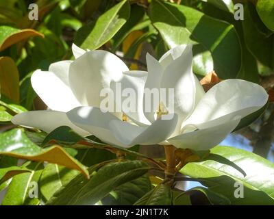 De grandes fleurs de magnolia blanc sur un arbre au soleil Banque D'Images