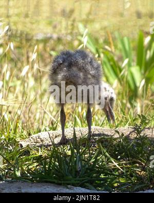 Le mouette à pois chiches dans la vue arrière en bas Banque D'Images