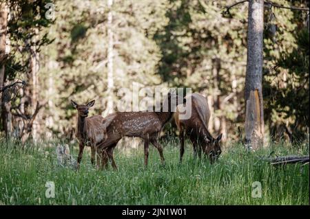 Mère Elk avec des veaux de wapitis dans le parc national de Yellowstone Banque D'Images