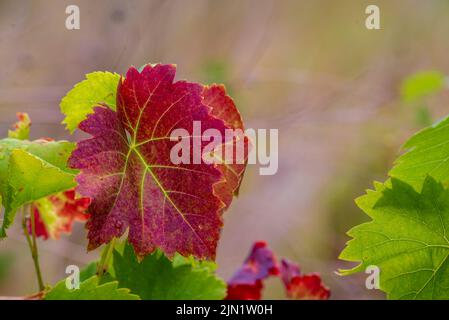 Superbes feuilles de raisin rouge en gros plan. Lumière du soleil. Arrière-plan naturel d'automne. Belles feuilles d'automne sur une vigne. Vignoble Moldavie. Espace copie Banque D'Images