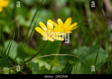 Jaune petit celandine, pilewort fleurs de printemps en fleur de près. La nature fleurira sur fond vert flou Banque D'Images