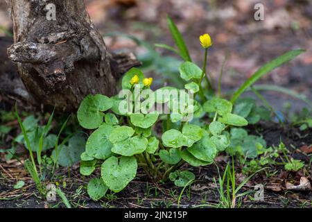 Fleurs de célandine jaune avec des feuilles vertes dans la forêt printanière. Végétation luxuriante avec arrière-plan flou Banque D'Images