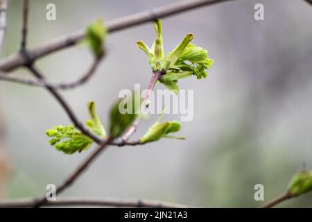 Les bourgeons des jeunes arbres se rapprochent le jour ensoleillé du printemps avec un arrière-plan flou. De nouvelles feuilles poussent sur les branches Banque D'Images