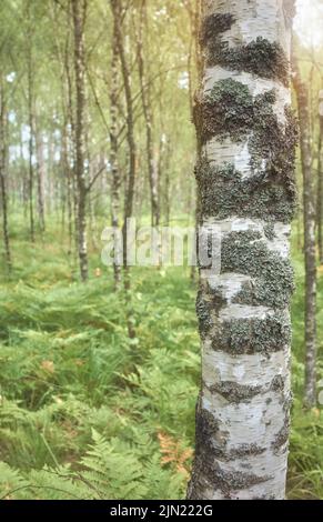 Gros plan d'un tronc d'arbre de bouleau, couleur appliquée, mise au point sélective. Banque D'Images