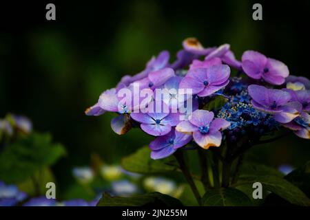 Ce n'est pas parfait mais c'est une hortensia étonnante dans un parc le matin de l'été. Banque D'Images