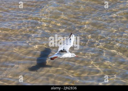 Tête noire de Goéland non reproducteur adulte, Chericocephalus ridibundus en vol au-dessus de l'eau, Swanage, Dorset, Angleterre Banque D'Images