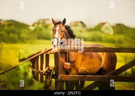 Un beau cheval de baie à dos de mer se dresse derrière une clôture en bois sur fond de champ vert et d'un ciel nuageux par jour d'été. Agriculture et Banque D'Images